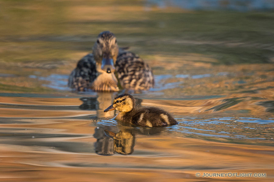 A mallard duckling swims across a small pond while the mother mallard watches. - Nebraska Photography