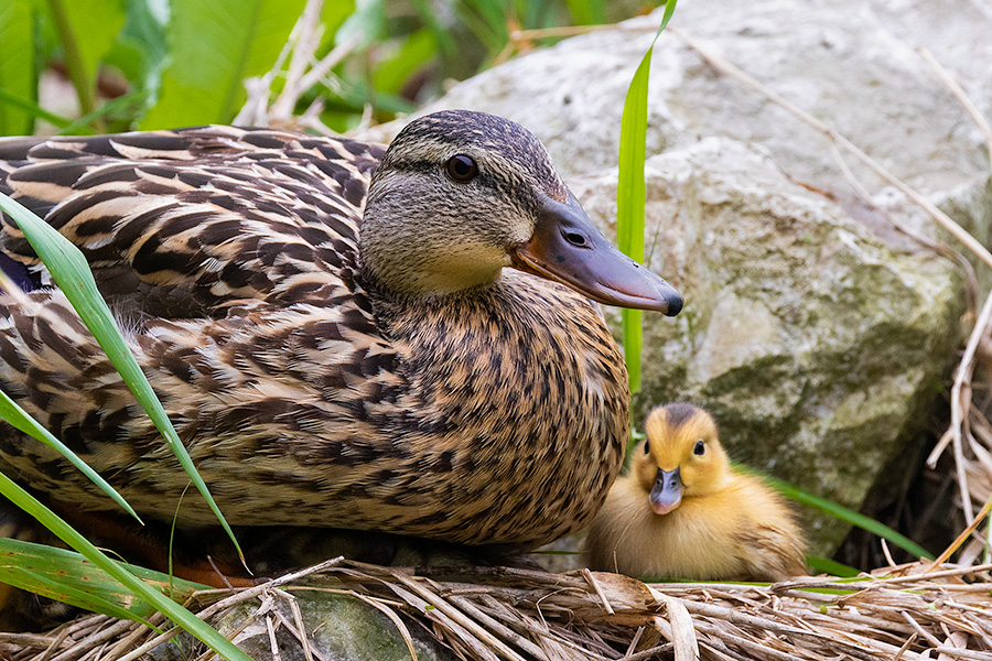 A Nebraska wildlife photograph of a duckling and mother. - Nebraska Photography