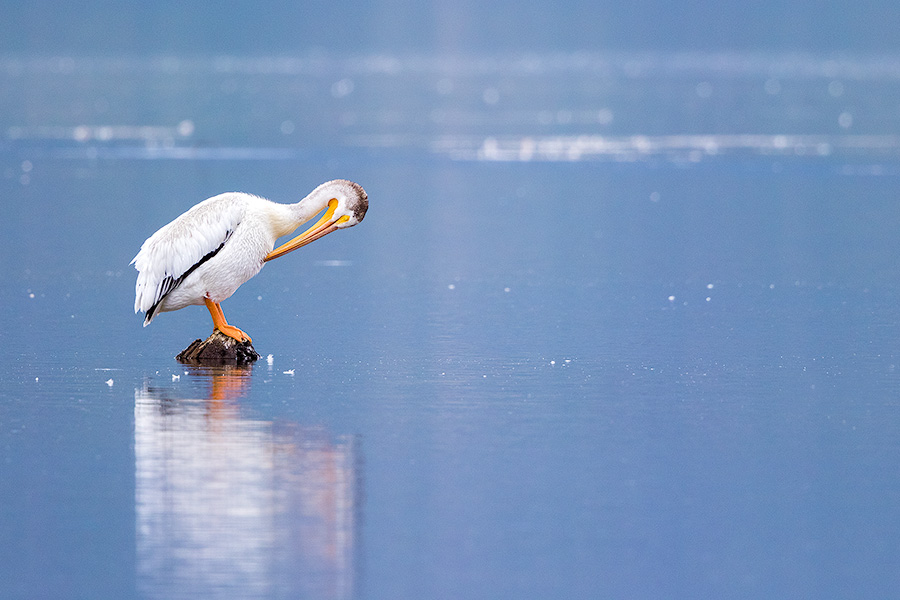 Wildlife photograph of a pelican resting on a rock at Grand Lake, Colorado. - Colorado Photography