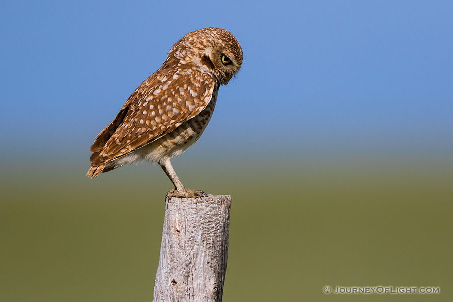 A burrowing owl scans the ground for potential prey on the Oglala Grasslands in western Nebraska. - Nebraska,Animals Photography
