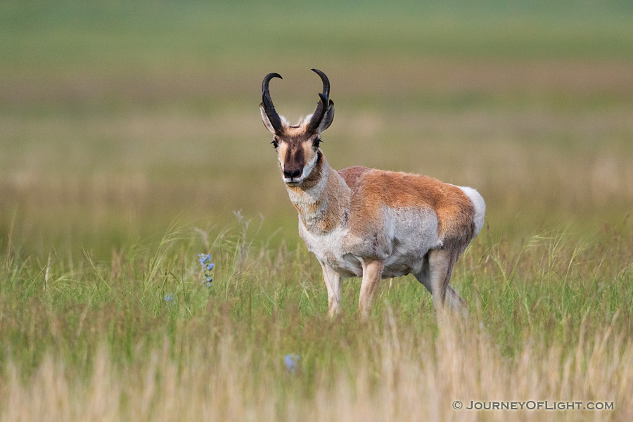 An American Antelope (Pronghorn) pauses on a hill before heading off in the Sandhills of Nebraska. - Nebraska,Animals Photography
