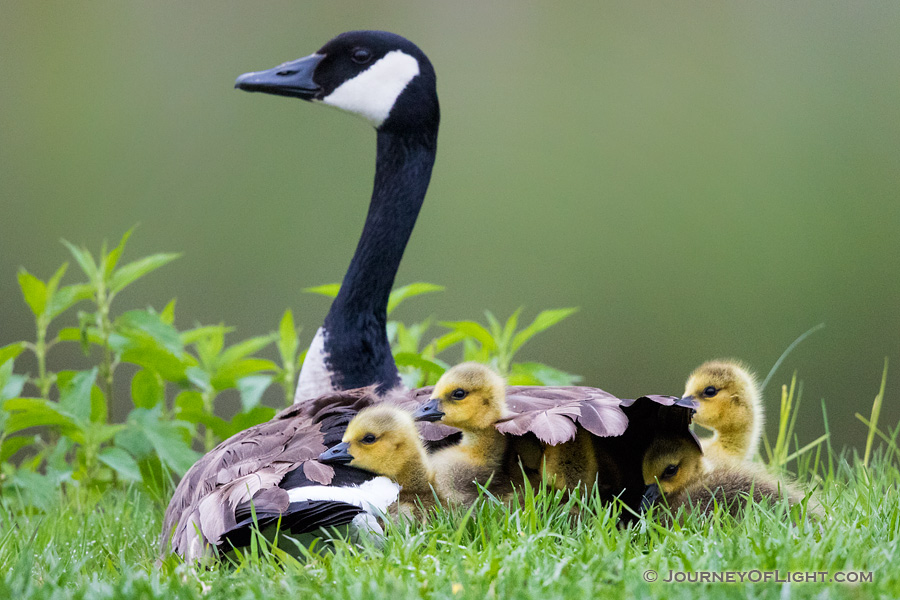 A mother Canada Goose protects her goslings under her wings at Schramm in Eastern Nebraska. - Schramm SRA Photography