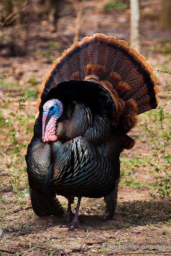 A turkey shows its plumage and does a dance for the ladies nearby. - Nebraska Photography