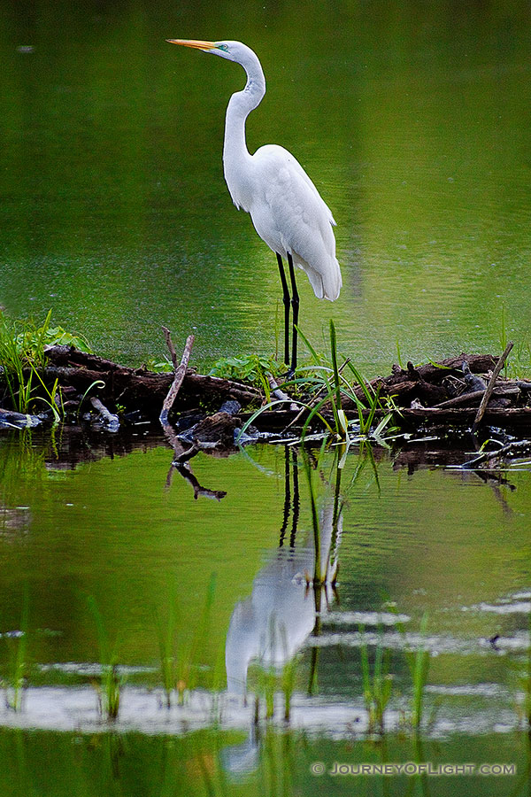A Great White Egret stands with elegance on branches collected by beavers in a small lake in the Ozark Mountains. - Arkansas Photography