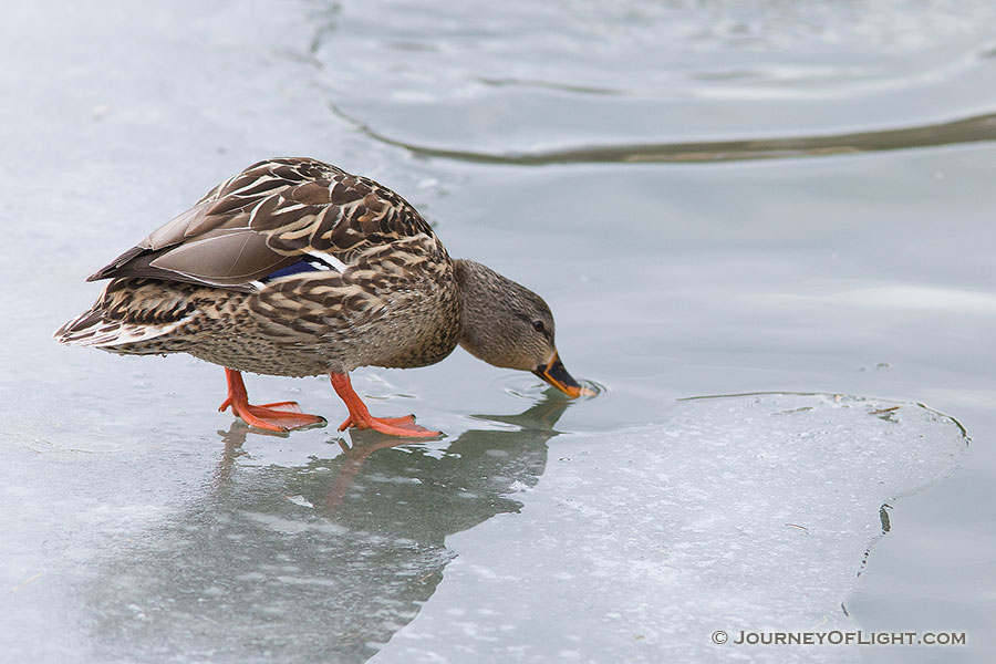 A duck stops on the ice to take a quick drink. - Schramm SRA Photography