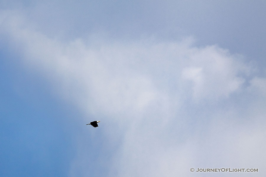 A bald eagle takes flight into the high puffy clouds. - Squaw Creek NWR Photography
