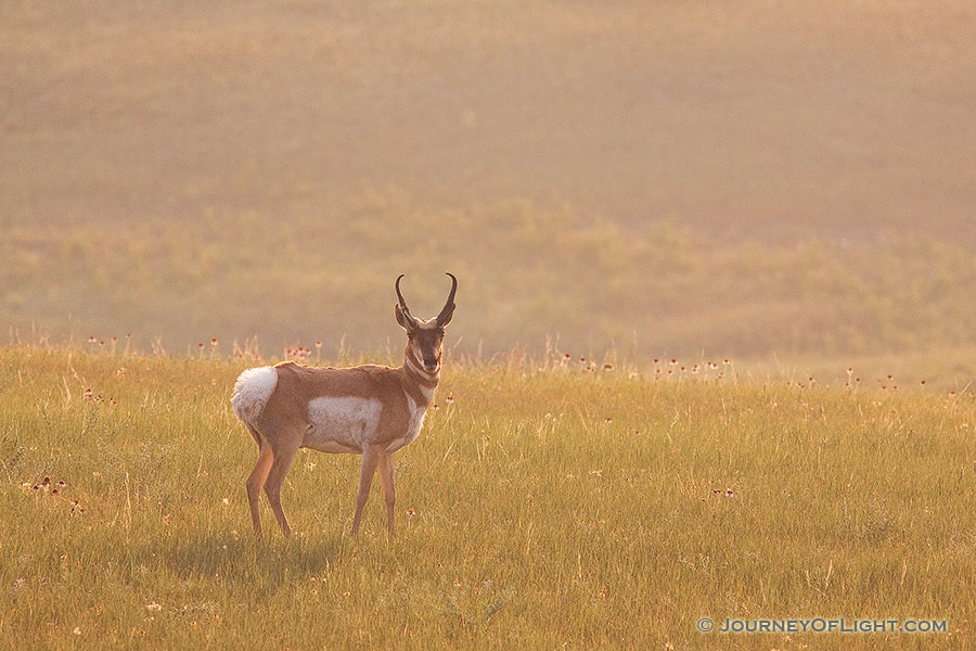 A pronghorn (american antelope) stands vigilant among the priarie grass and coneflowers in the Badlands in South Dakota. - South Dakota Photography