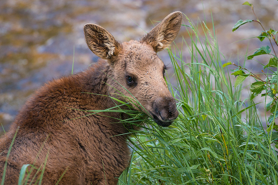 Near the Colorado River in the Kawuneeche Valley in western Rocky Mountain National Park, a Moose calf looks back over his shoulder at me before bounding off with his mother into the forest and out of sight. - Colorado Photography
