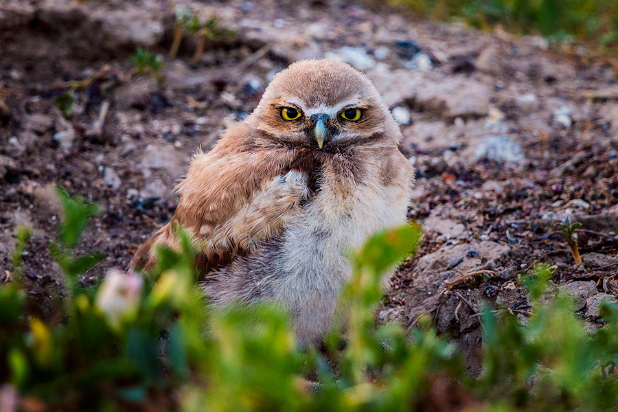 A burrowing owl chick at the Badlands National Park, South Dakota. - South Dakota Photography