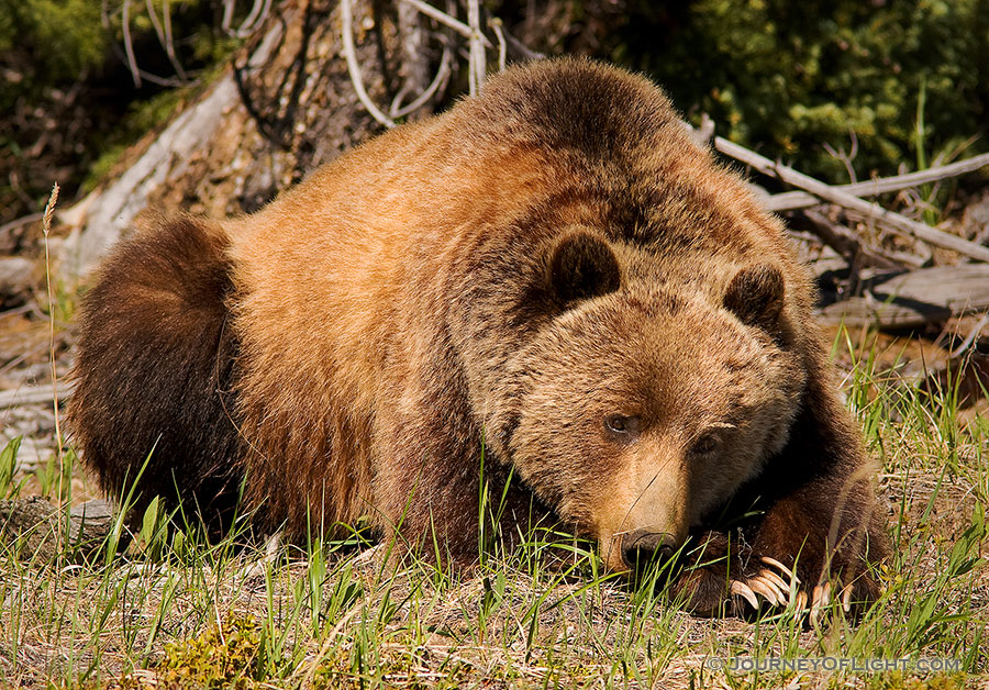 A Grizzly Bear rests quietly in a field after having just woken up from his several month nap. - Canada Photography
