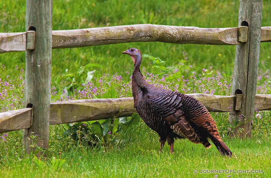A wild turkey hangs out at Platte River State Park in Eastern Nebraska. - Platte River SP Photography