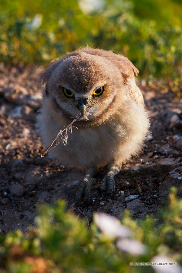 A burrowing owl chick picks up a fallen feather in Badlands National Park, South Dakota. - South Dakota Photography