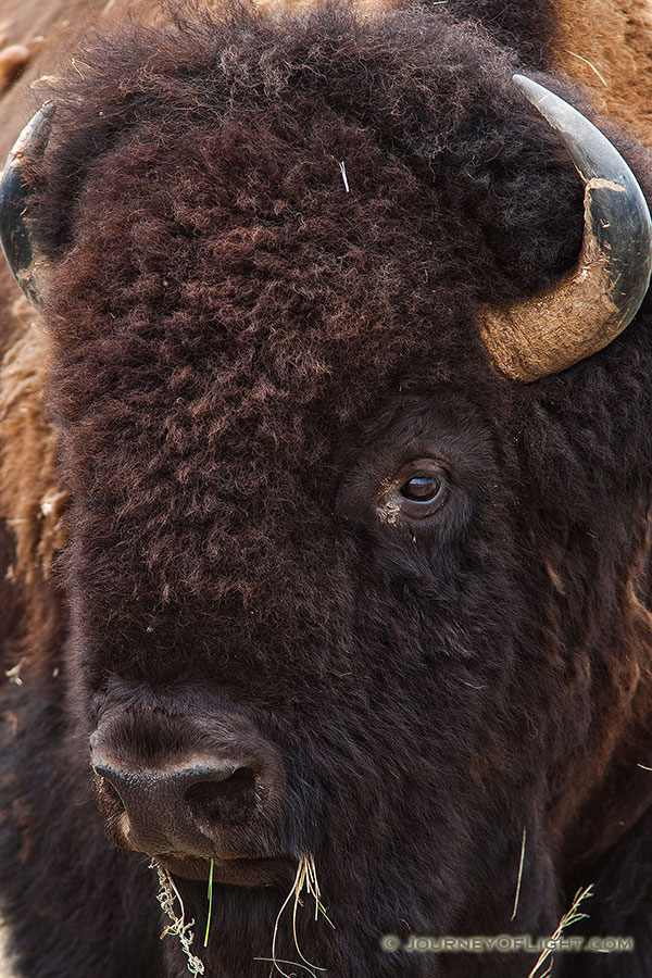 A buffalo profile at Ft. Niobrara National Wildlife Refuge. - Ft. Niobrara Photography