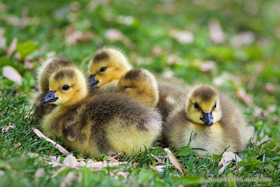 A gaggle of newly hatched gosling huddle together on the green spring grass. - Schramm SRA Photography