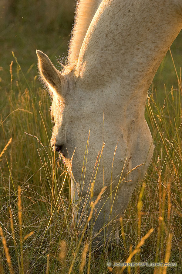 A white stallion grazes contently at Mahoney State Park in Eastern Nebraska. - Mahoney SP Photography