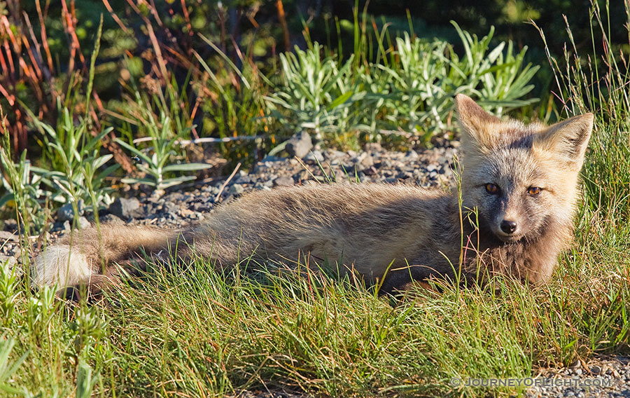 While driving down from Paradise in Mt. Rainier National Park, I came across three fairly young gray foxes playing.  When I stopped, the other two hid, but this one stayed and posed for me. - Pacific Northwest Photography