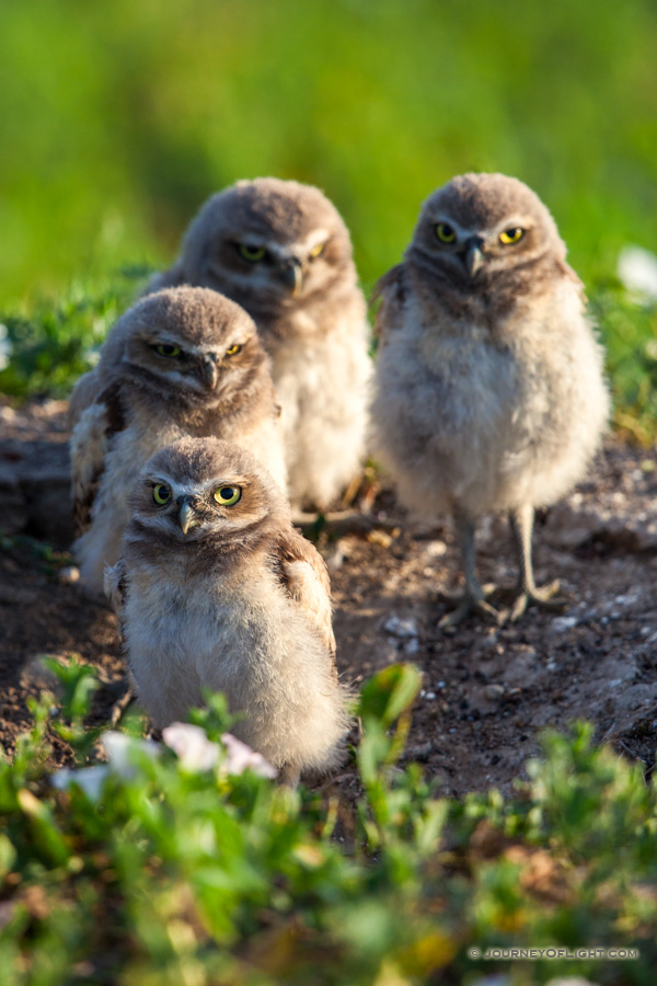 Four burrowing owl chicks watch quietly outside their home in a prairie dog town in Badlands National Park, South Dakota. - South Dakota Photography