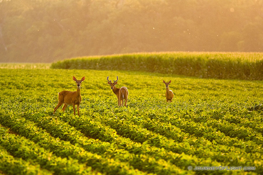 A family of deer grazes on a farmer's field in DeSoto National Wildlife Refuge. - DeSoto Photography