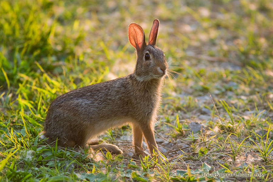 A friendly bunny is seen hanging out at DeSoto National Wildlife Refuge. - DeSoto Photography
