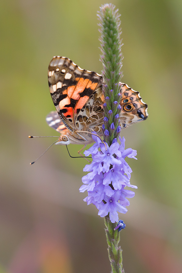A moth lands on a flower on a spring evening at DeSoto National Wildlife Refuge. - DeSoto Photography