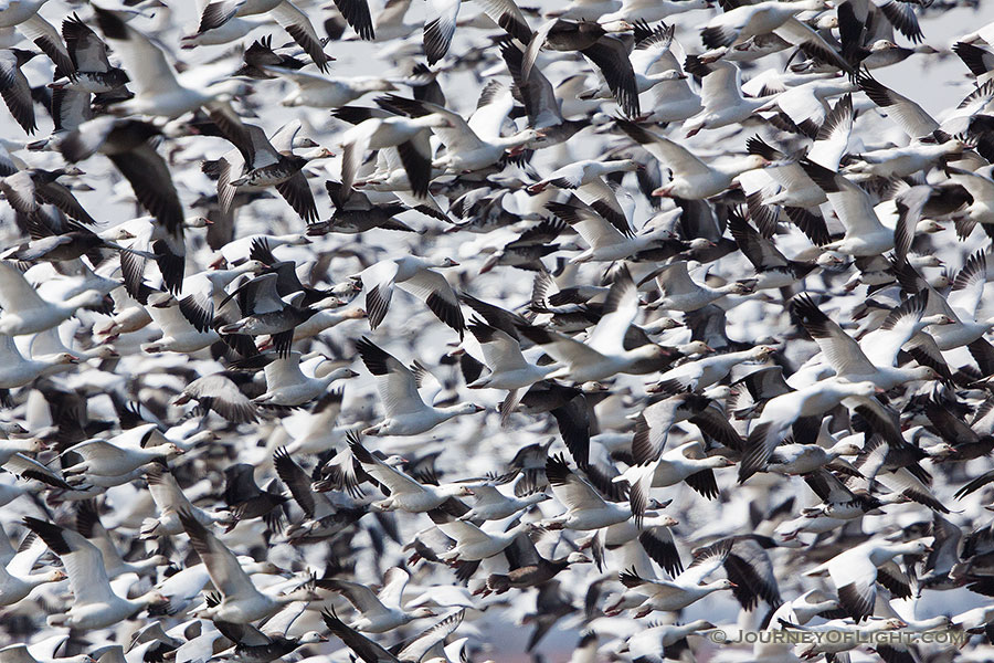 A large grouping of snow geese take to the sky at Squaw Creek National Wildlife Refuge in Missouri.  In the viewfinder they appeared as a blur of white and black during this event.  There were over 1 million birds on the lake on this day. - Squaw Creek NWR Photography