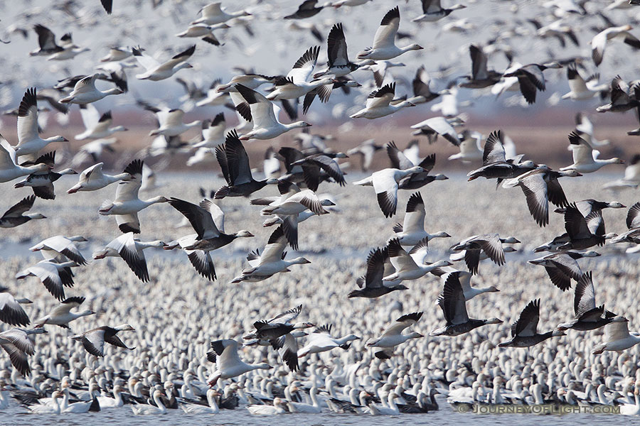 A group of snow geese take to the sky at Squaw Creek National Wildlife Refuge in Missouri.  There were over 1 million birds on the lake on this day. - Squaw Creek NWR Photography