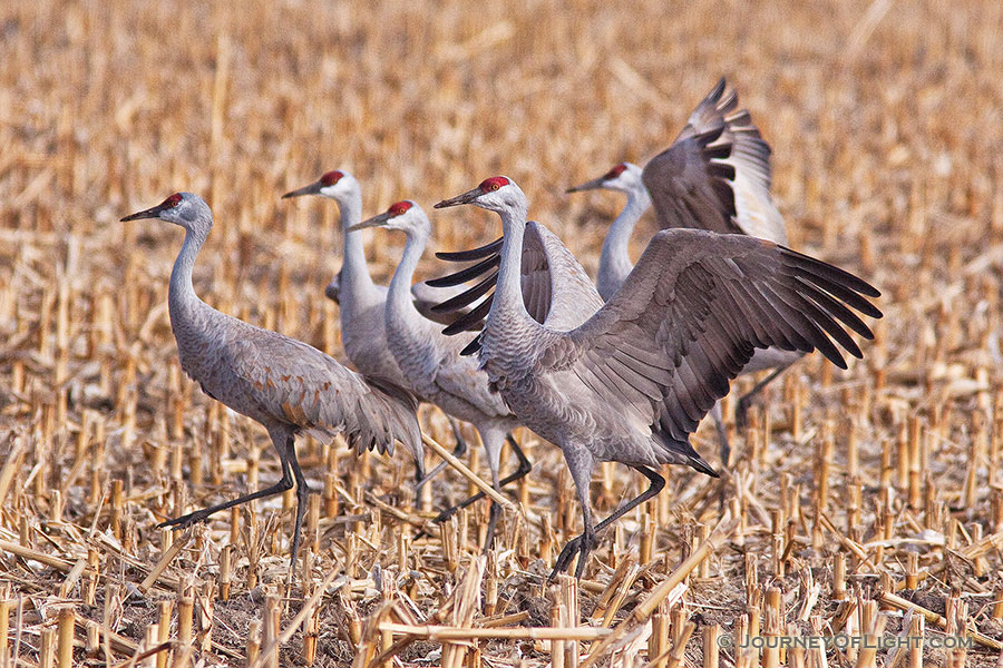 A sandhill crane dances for his fellow cranes in a cornfield in the warm early morning spring sun. -  Photography
