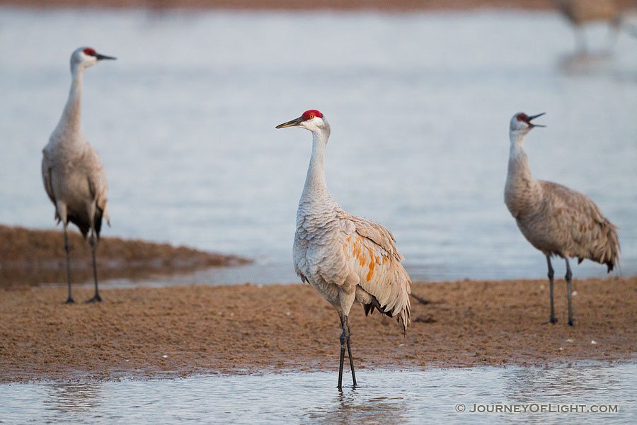 A Trio of Sandhill Cranes convene on a sandbar on the Platte River in Central Nebraska. - Nebraska,Wildlife Photography