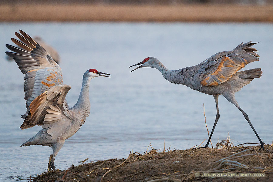 Sandhill Cranes fight on a sandbar on the Platte River in Nebraska on a cool early spring morning. - Nebraska,Wildlife Photography