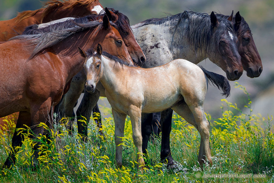 A young foal with a group of other wild horses at Theodore Roosevelt National Park in North Dakota. - North Dakota Photography