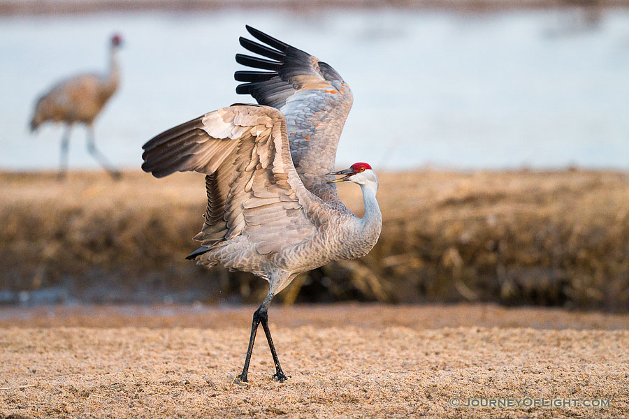 A Sandhill Crane displays on the Platte River in Central Nebraska. - Nebraska,Wildlife Photography