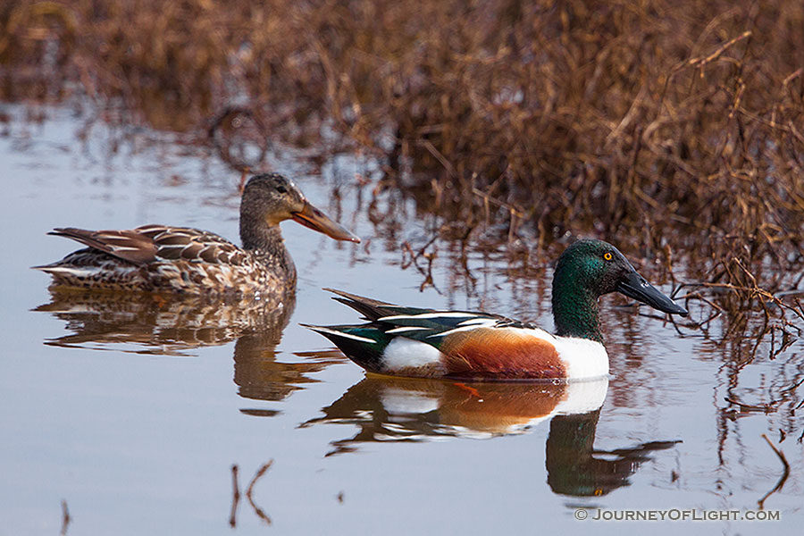 A male and female pair of Northern Shovelers look for food at Squaw Creek National Wildlife Refuge. - Squaw Creek NWR Photography