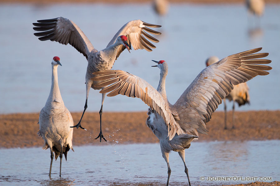 Sandhill Cranes fight on a sandbar on the Platte River in Nebraska on a cool early spring morning. - Nebraska,Wildlife Photography