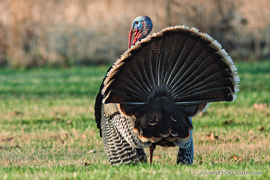 At Mahoney State Park in Eastern Nebraska a turkey (tom) displays his feathers. - Nebraska Photography