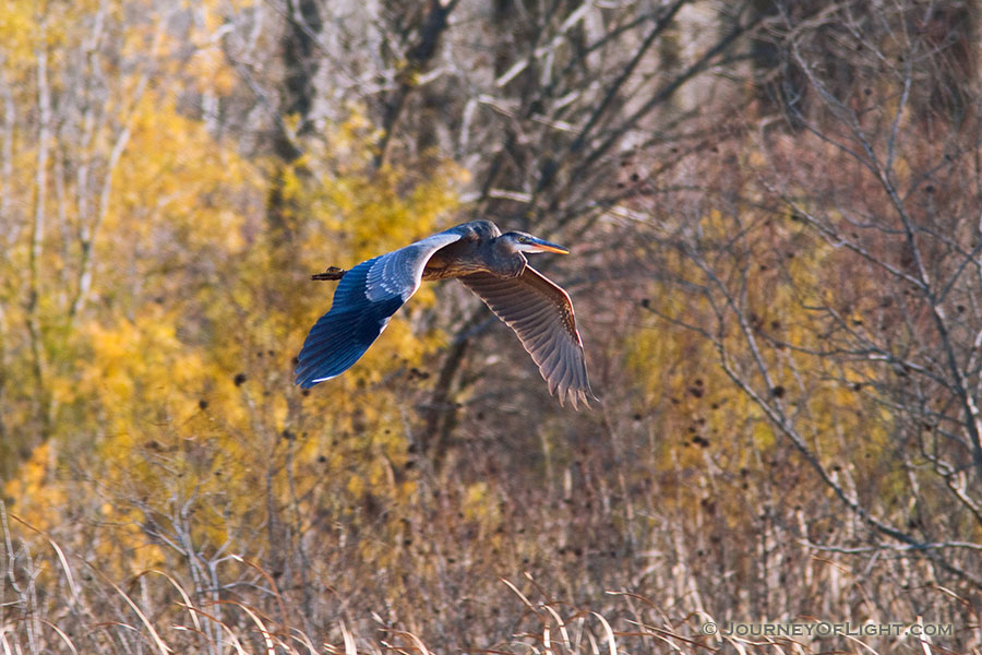 A Blue Heron glides effortlessly through the air. - DeSoto NWR Photography