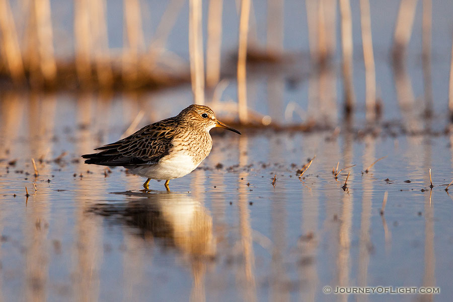On a cool April evening, a yellowlegs scurries across the marsh at Little Salt Fork Marsh in Lancaster County. - Nebraska,Wildlife Photography