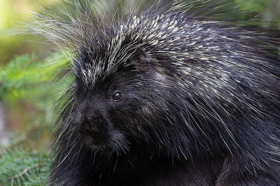 Wildlife photograph of a Porcupine in Banff National Park, Canada. - Canada Photography