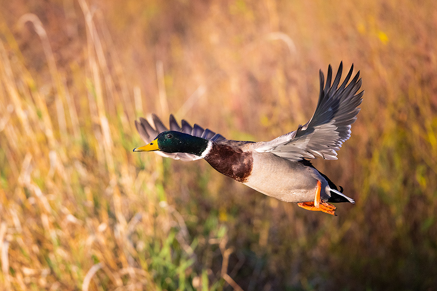 A Nebraska wildlife photograph of a mallard taking flight. - Nebraska Photography