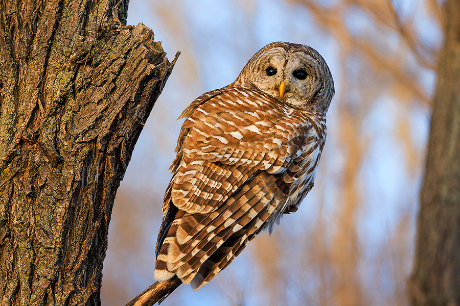 A Nebraska wildlife photograph of a Barred Owl in the Forest. - Nebraska Photography