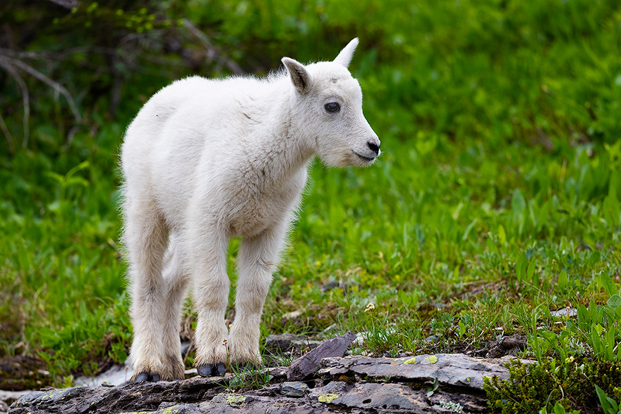 A wildlife photograph of a small baby Mountain Goat Kid in Glacier National Park, Montana. - Glacier Photography