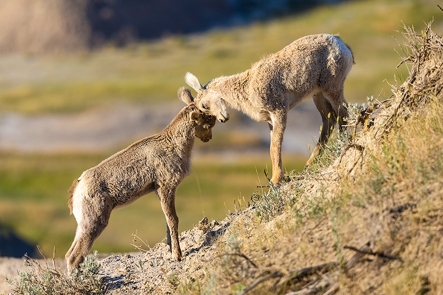 A wildlife photograph of two bighorn sheep kids butting heads in Badlands National Park, South Dakota. - South Dakota Photography