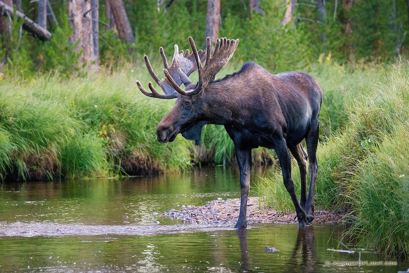 Near dusk in  Summerland Park in western Rocky Mountain National Park, a bull Moose quietly crosses the North Inlet stream. - Colorado Photography