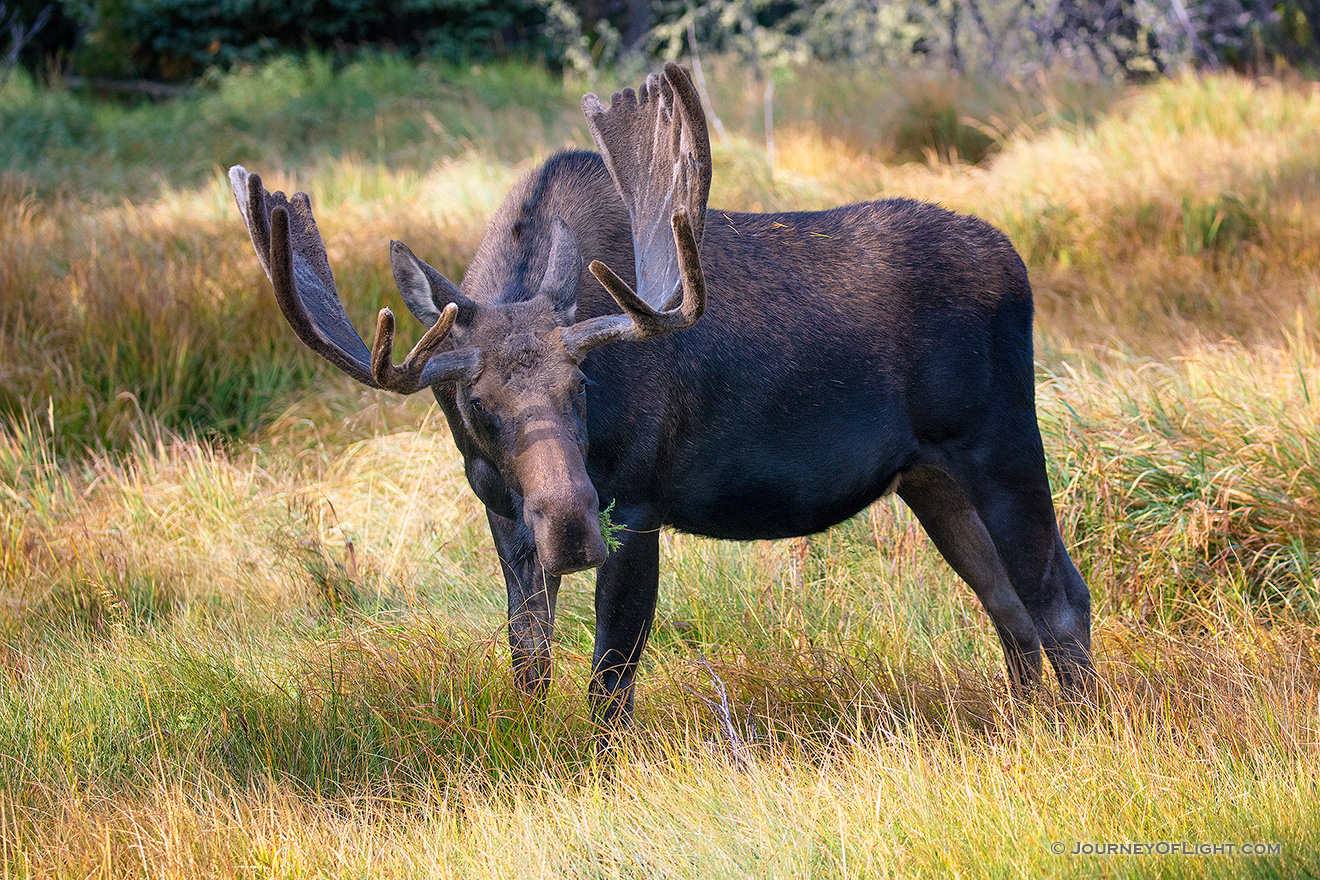 A bull Moose feeds on the abundant grasses in the morning sun in Summerland Park in western Rocky Mountain National Park. - Colorado Picture