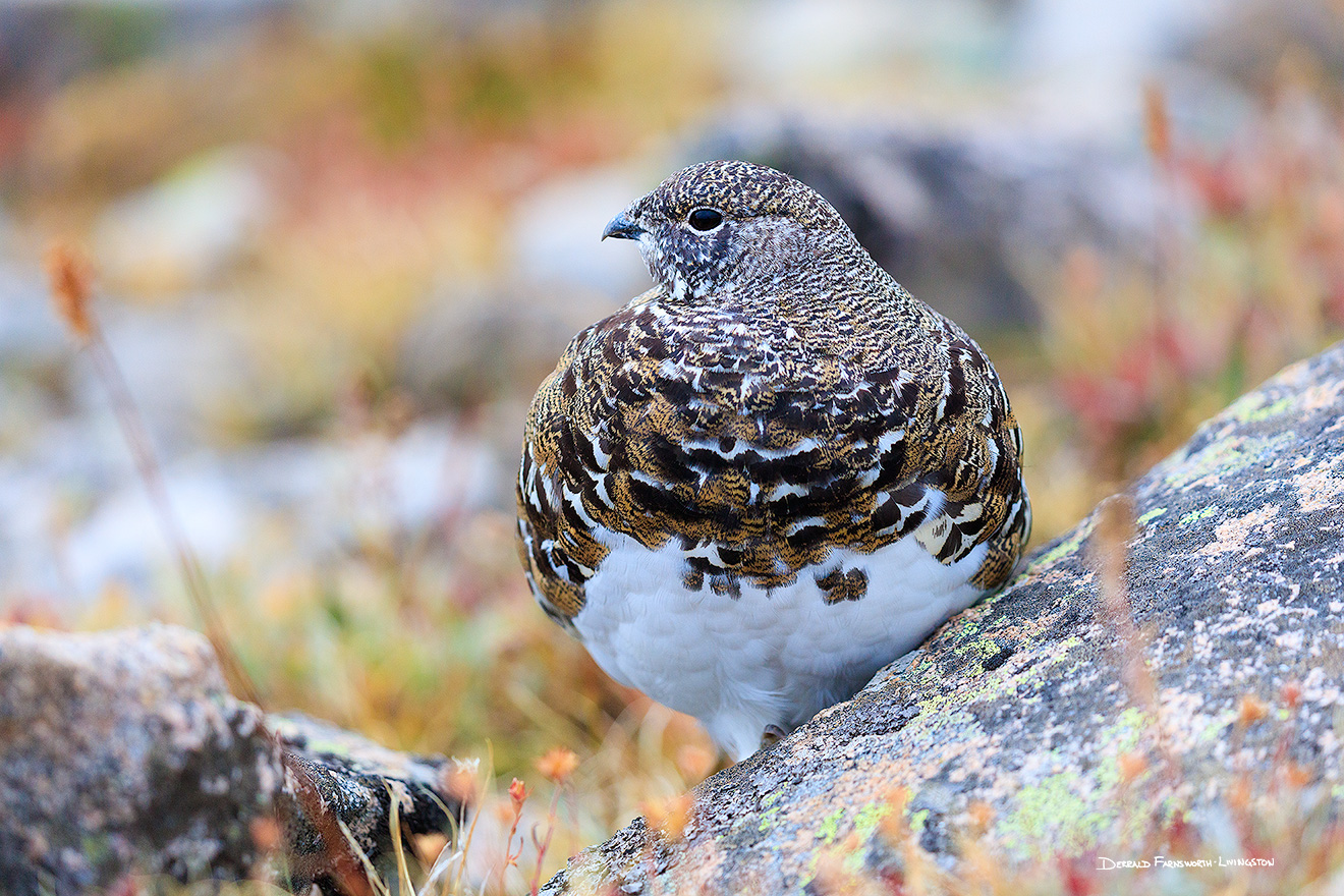 A wildlife photograph of a rock ptarmigan on the tundra at Rocky Mountain National Park, Colorado. - Rocky Mountain NP Picture