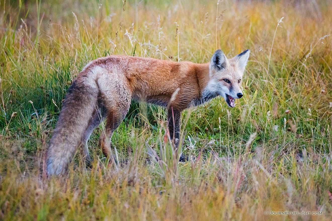 A wildlife photograph of a red fox hunting in the Kawuneeche Valley of Rocky Mountain National Park, Colorado. - Colorado Picture