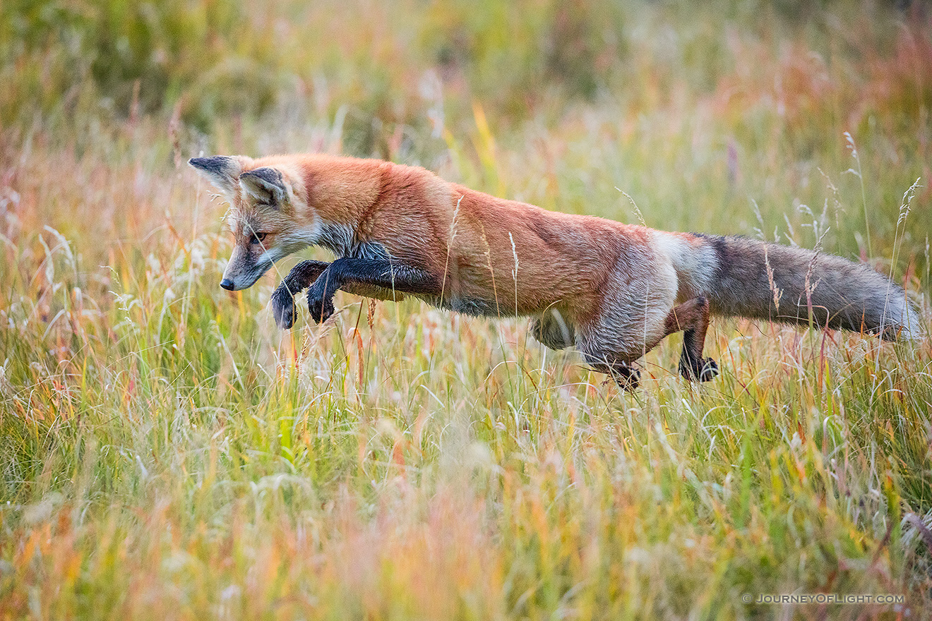 A red fox pounces on unsuspecting prey in the Kawuneeche Valley of western Rocky Mountain National Park, Colorado. - Colorado Picture