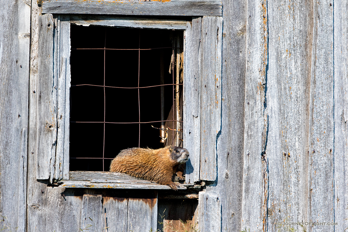 A wildlife photograph of a marmot sunning itself on an old shed in the Blacks Hills area of South Dakota. - South Dakota Picture
