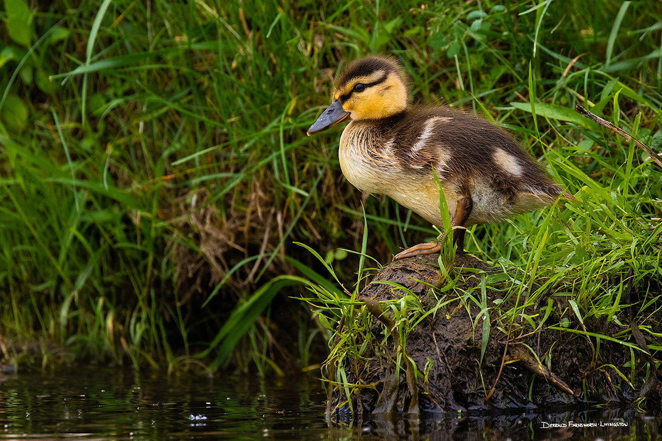 A Nebraska wildlife photograph of a duckling getting ready to jump into the water. - Nebraska Picture