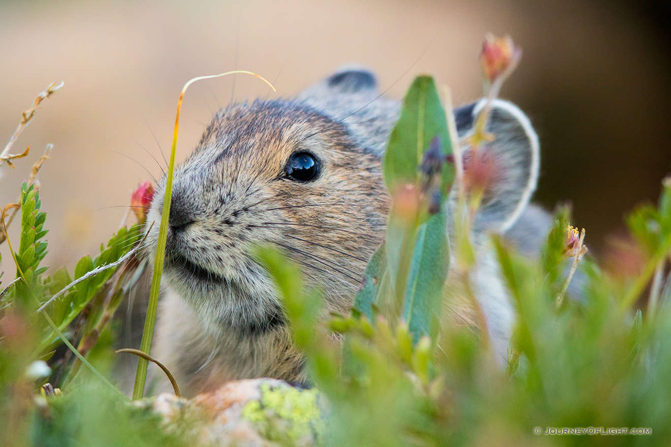 Wildlife photograph of a pika foraging for food at Rocky Mountain National Park, Colorado. - Rocky Mountain NP Picture