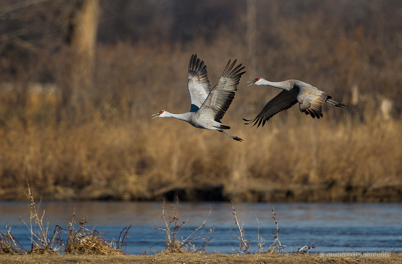 Two Sandhill Cranes take off from the Platte River. Each February through April hundreds of thousands of cranes migrate through the Platte River Valley in central Nebraska. - Sandhill Cranes Picture